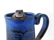 蓝色杯子里的青蛙