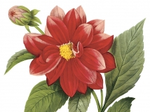 184张花卉植物果实装饰画图片素材