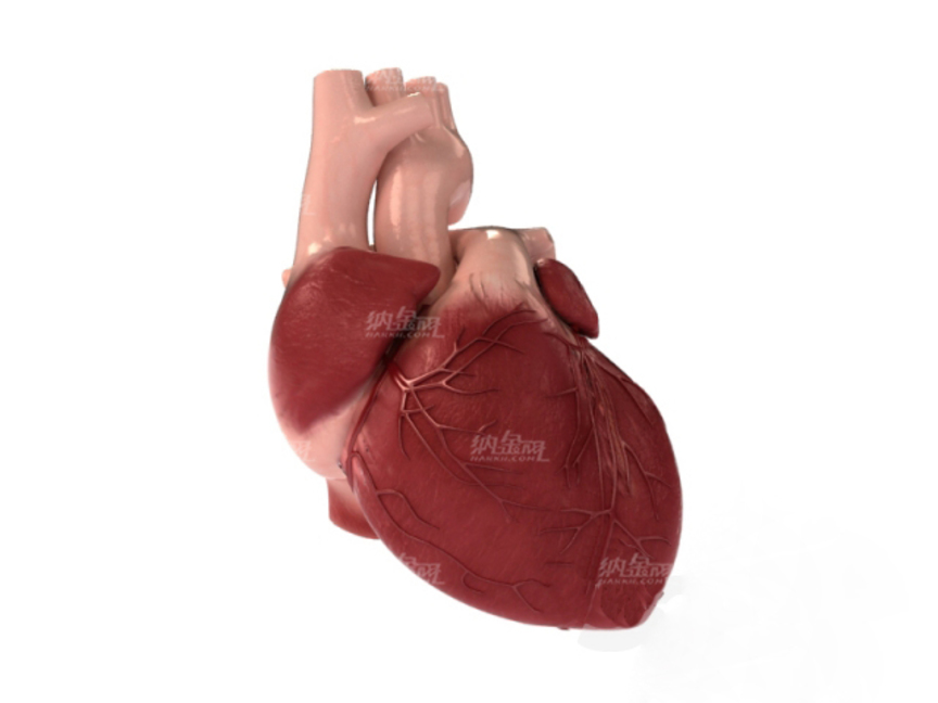 人體器官心臟模型