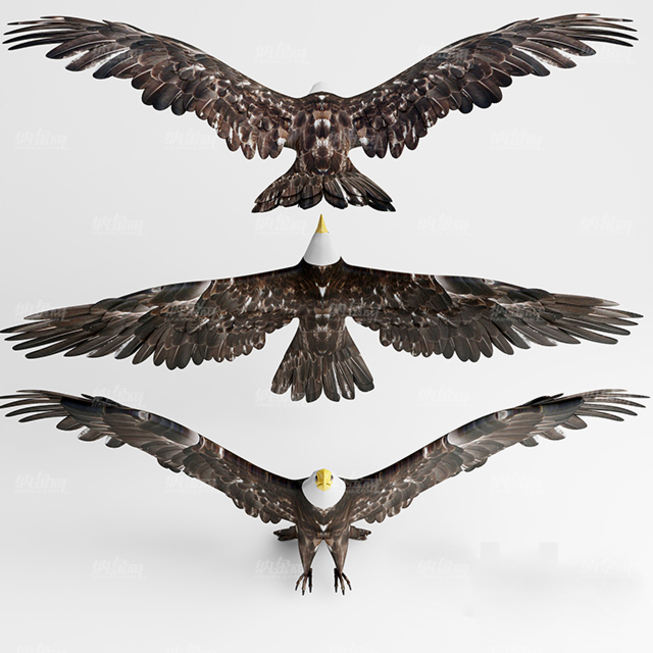 鹰 动物3d模型