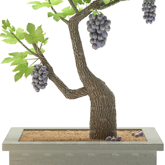 葡萄树模型