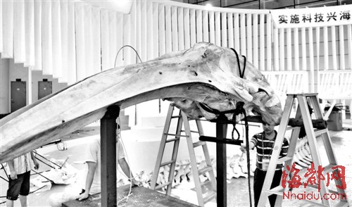 福州618将展13米鲸鱼骨架标本_3D打印值得期待