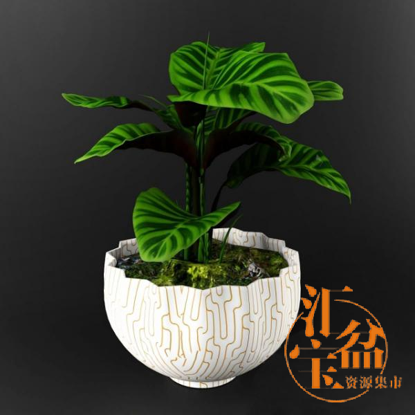 Calathea zebrina 植物盆栽3d模型