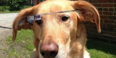 谷歌眼镜也将是狗狗追寻的功能